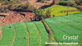  Presentation with breeding - Cool new presentation theme with small-rice-plants backdrop and a tawny brown colored foreground