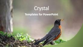  Presentation with robin bird - Presentation theme with small robin bird background and a gray colored foreground