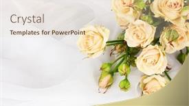  Presentation with roses - Theme consisting of small roses in a white cloth isolated on white background and a lemonade colored foreground