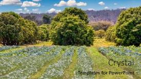  Presentation with cabbage cultivation - Slides having small-scale-farming-in-africa background and a yellow colored foreground
