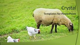  Presentation with grazing - Cool new presentation with small scale sustainable farm backdrop and a yellow colored foreground