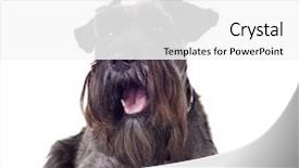  Presentation with corner - Cool new slides with small schnauzer 1 year backdrop and a white colored foreground