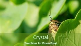  Presentation with green leaf - Presentation theme consisting of sex - young woman stands with her background and a light gray colored foreground