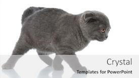  Presentation with fold - Slide deck enhanced with small-scotish-fold-kitty-getting background and a light gray colored foreground