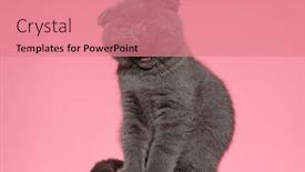  Presentation with fold - Audience pleasing presentation design consisting of small-scotish-fold-pusscay-yawning backdrop and a coral colored foreground