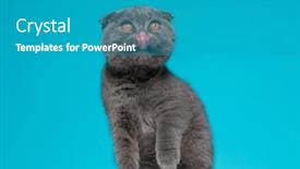  Presentation with fold - Colorful slide set enhanced with small-scotish-fold-pusycat-licking backdrop and a teal colored foreground