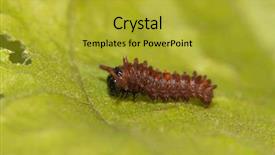  Presentation with caterpillar - Audience pleasing slide deck consisting of small second instar pipevine swallowtail backdrop and a gold colored foreground