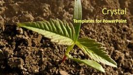  Presentation with seedling - Presentation theme featuring small-seedling-of-ash-leaved background and a tawny brown colored foreground