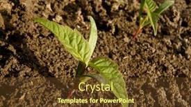  Presentation with maple - Presentation design featuring small-seedlings-of-ash-leaved background and a tawny brown colored foreground