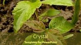  Presentation with maple - Slide set with small-seedlings-of-ash-leaved background and a tawny brown colored foreground