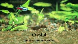  Presentation with shrimp - Presentation theme enhanced with small shrimp in aquarium background and a  colored foreground