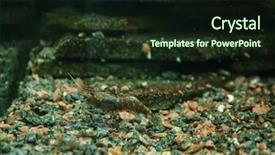  Presentation with shrimp - Amazing presentation theme having small shrimp in aquarium backdrop and a  colored foreground