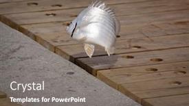  Presentation with fisherman - Colorful presentation design enhanced with small silvery white fish with hook in mouth flips in the air on the wooden boardwalk after being caught by a fisherman fish out of water concept backdrop and a gray colored foreground