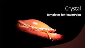  Presentation with predators - Amazing slide set having small-simnia-snail-crawls backdrop and a black colored foreground