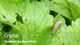  Presentation with grown - Presentation theme with small slug crawling and damaging background and a tawny brown colored foreground