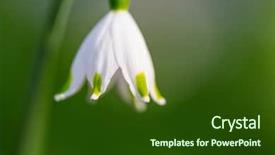  Presentation with snowdrop - PPT layouts having snowdrops - small snowdrop in spring season background and a tawny brown colored foreground