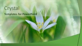  Presentation with snowdrop - Theme enhanced with small-snowdrop-in-spring-season background and a mint green colored foreground