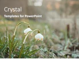 Small Snowdrop In Spring Season PPT template 25 | CrystalGraphics