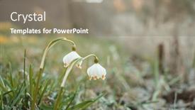  Presentation with snowdrop - Theme with small-snowdrop-in-spring-season background and a gray colored foreground