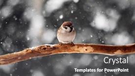  Presentation with sparrow - PPT theme having small-sparrow-on-twig-closeup background and a dark gray colored foreground