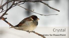  Presentation with sparrow - Presentation theme featuring small sparrow sitting background and a coral colored foreground
