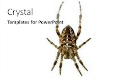  Presentation with spider - PPT theme with small-spider-isolated-with-photoshop background and a white colored foreground