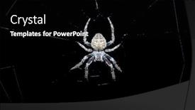  Presentation with dark web - PPT theme consisting of small-spider-sitting background and a black colored foreground