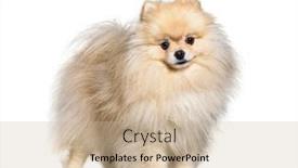  Presentation with dog - PPT theme having small-spitz-dog-standing-isolated background and a soft green colored foreground