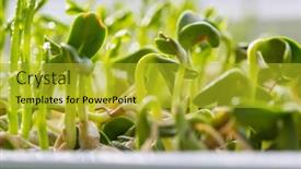  Presentation with green life - Colorful PPT layouts enhanced with small-spring-sprout-in-horticultural backdrop and a gold colored foreground