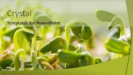  Presentation with green life - PPT theme having small-spring-sprout-in-horticultural background and a yellow colored foreground