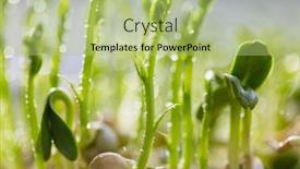  Presentation with green life - Theme featuring small-spring-sprout-in-horticultural background and a mint green colored foreground