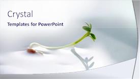  Presentation with green life - Slide deck featuring small-spring-sprout-in-horticultural background and a sky blue colored foreground