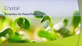  Presentation with green life - Presentation having small-spring-sprout-in-horticultural background and a sky blue colored foreground