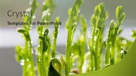 Presentation with green life - Slide set enhanced with small-spring-sprout-in-horticultural background and a yellow colored foreground