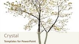  Presentation with spring tree - Theme featuring small spring tree isolated on white background background and a soft green colored foreground