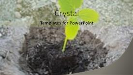 Presentation with sprout - Slides having small-sprout-of-green-plant background and a mint green colored foreground