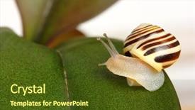  Presentation with snail - PPT theme consisting of small striped grove snail on green leaf looking back macro shoot background and a tawny brown colored foreground