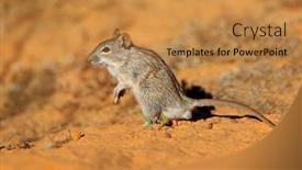  Presentation with south africa - Slide deck with small-striped-mouse-rhabdomys-pumilio background and a gold colored foreground