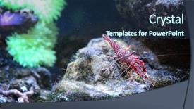  Presentation with shrimp - Audience pleasing PPT theme consisting of small striped shrimp in aquarium backdrop and a ocean colored foreground