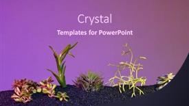  Presentation with succulent - Theme featuring small-succulent-plants background and a coral colored foreground