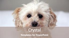  Presentation with download - Presentation theme having home download - small tan poodle dog scruffy background and a coral colored foreground