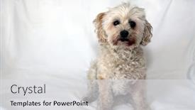  Presentation with poodle - Audience pleasing presentation consisting of small tan poodle dog scruffy dog small dog lapdog backdrop and a light gray colored foreground