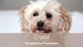  Presentation with tan - Cool new presentation theme with small tan poodle dog scruffy dog small dog lapdog backdrop and a coral colored foreground