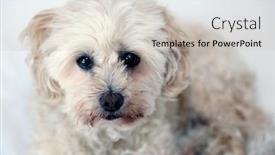  Presentation with poodle - Presentation enhanced with small tan poodle dog scruffy dog small dog lapdog background and a light gray colored foreground