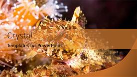  Presentation with sea - Slide deck featuring small-territorial-sculpin-rests-atop background and a gold colored foreground