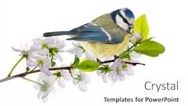  Presentation with cherry - PPT layouts featuring small-tit-and-cherry-tree background and a white colored foreground