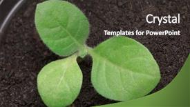  Presentation with tobacco - Slide deck enhanced with small tobacco seedling background and a dark gray colored foreground