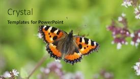  Presentation with well - Theme consisting of small-tortoiseshell-aglais-urticae background and a gold colored foreground