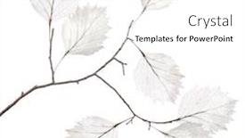  Presentation with branch - Presentation design enhanced with small tree branch with dried leaves isolated on white background background and a white colored foreground