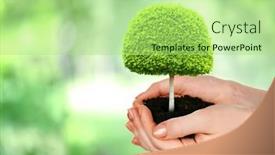 Presentation with nature - Cool new PPT theme with small-tree-in-hands backdrop and a  colored foreground